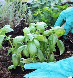 Basil Plant Care | Photo and instructions