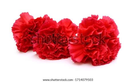 Long Stem Carnations T On White Stock Photo Edit Now 1714079503