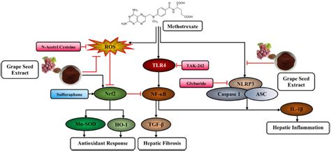 Schematic Representation Of Possible Mechanism Of Action Of