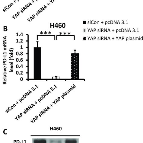 Yap And Pd L1 Expression In H460 Sklu 1 And H1299 Cell Lines After