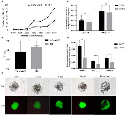 Frontiers Generation Of Transgenic Cloned Buffalo Embryos Harboring