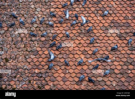 Germany Bavaria Bad Windsheim Pigeons On A Roof Stock Photo Alamy
