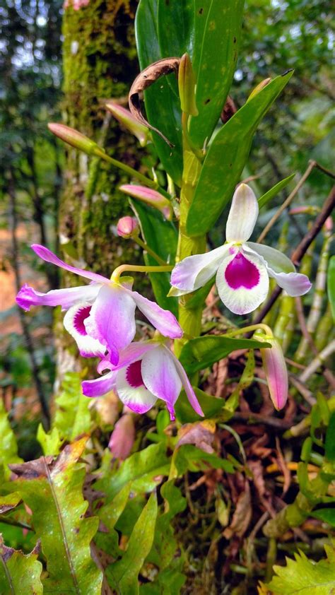 Orquídea Olho de boneca