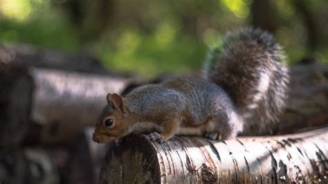 Squirrel Yashica Yashinon Cm F Andrzej Rutka Flickr