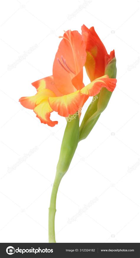 Orange gladiolus — Stock Photo © an_chicago_2016 #312324182