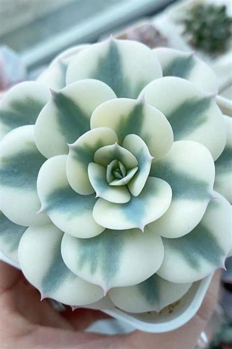 30 Types Of Succulents That Look Like Something Out Of This World Types Of Succulents