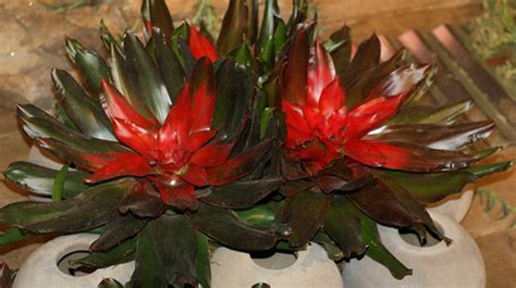 Indoor Plants For The Holidays - Bromeliads And Tillandsias - HubPages