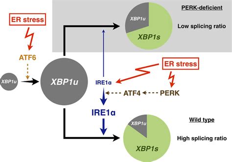 Atf And Perk Increases Xbp S Mrna Expression In Different Ways Under