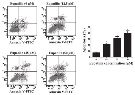 Eupatilin Promotes The Apoptosis Of Glioma Cells A U87MG Cells Were