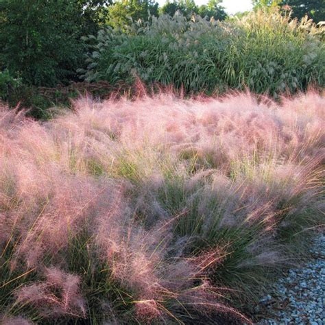 Muhlenbergia Capillaris Seeds (100+ seeds) (Pink Muhly Grass, Muhly ...