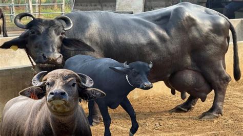 Highest Milking Buffalo Breeds In World Full Documentary Video