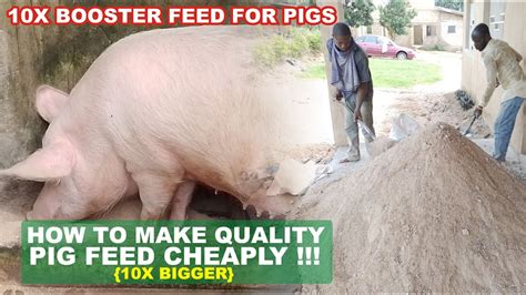 How To Make Quality Pig Feed Cheaply 10x Booster Feed For Pigs