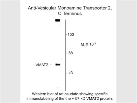 Vesicular Monoamine Transporter 2 VMAT2 Antibody 600 601 D00 Rockland