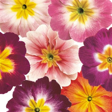 Best Primula Seeds For Planting