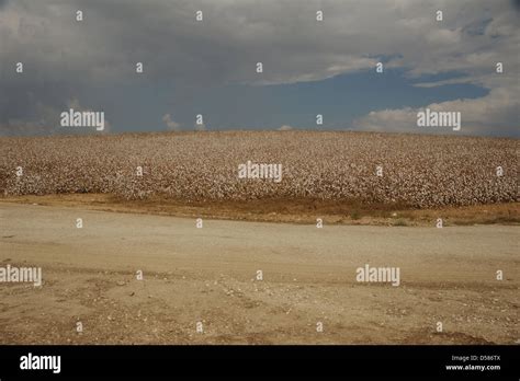 Field Flowering Cotton Plants Fotos Und Bildmaterial In Hoher