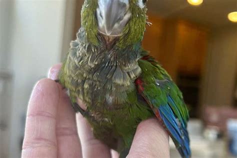 Crimson Bellied Conure Babies