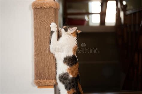 Gato Afia Suas Garras No Ponto De Arranhar Foto De Stock Imagem De