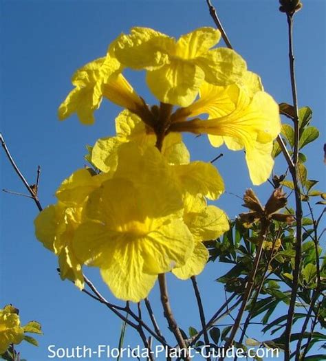 Identify Yellow Flowering Tree | Best Flower Site