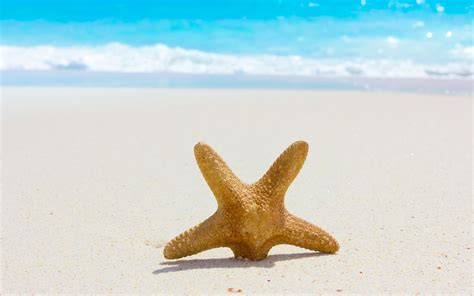 Starfish Wallpapers HD