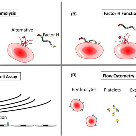 Sources Of Complement Activation Fragments In Urine Complement