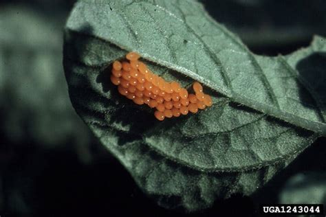 Colorado Potato Beetle Control Bonnie Plants