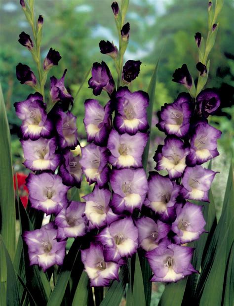 Gladiolus Flower