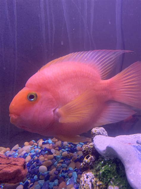Pink Purple Blood Parrot Cichlid Fish Stock Photo 51 Off