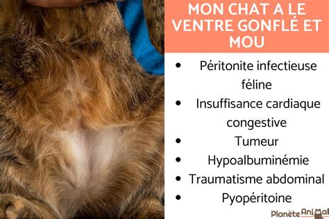 Mon chat a le ventre gonflé et mou causes et traitement