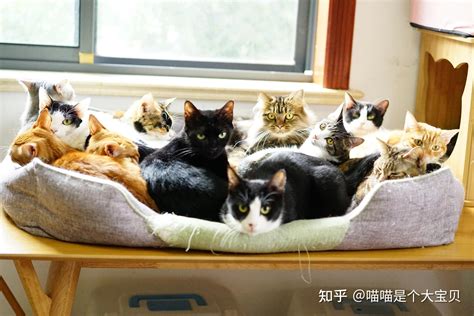 如果一只猫“不绝育”，10年后，会变成怎样？ 知乎