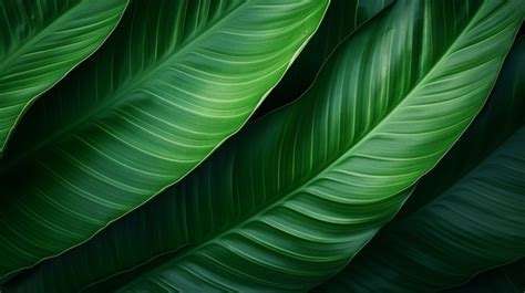 Green Paradise Exquisite Tropical Leaf Texture In Palm Foliage