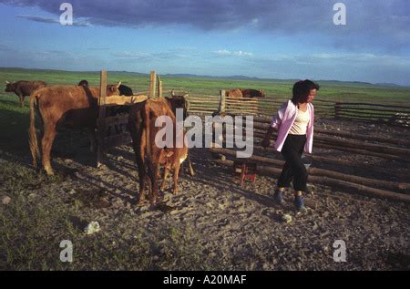 Mongolian woman, Mongolia, steppe, nomads, daily life, nomad-camp Stock ...