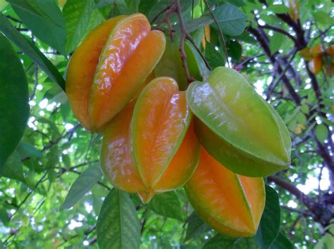 Carambola Averrhoa Carambola L A Planta Da Vez