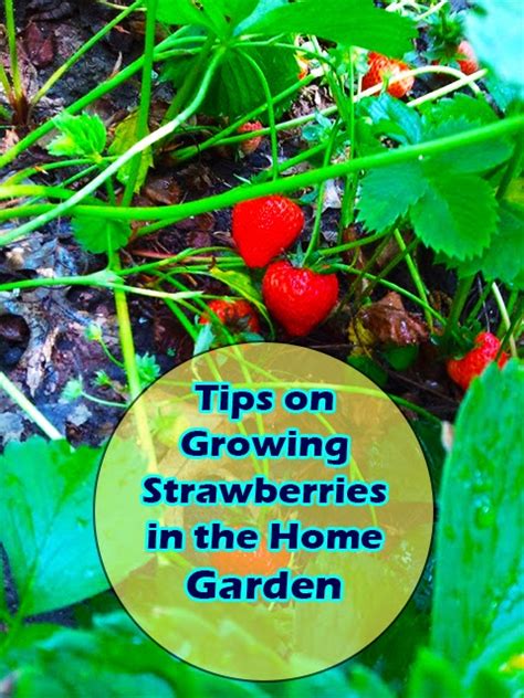 Garden and Farms: Tips on growing strawberries in the home garden