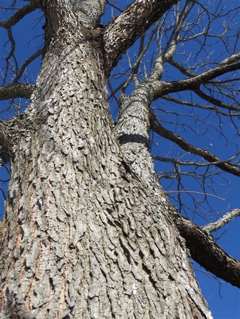 Kentucky Coffee Tree Bark