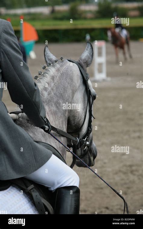 The Grey Horse Portrait Stock Photo Alamy