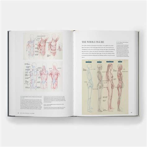 Dynamic Human Anatomy An Artist S Guide To Structure Gesture And The