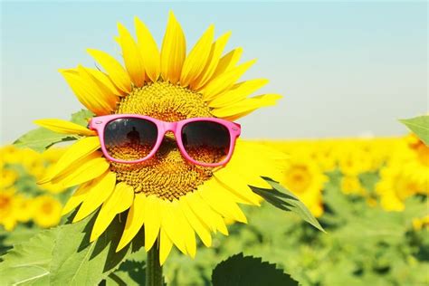 Why Do Sunflowers Always Face The Sun Science Abc Sunflower