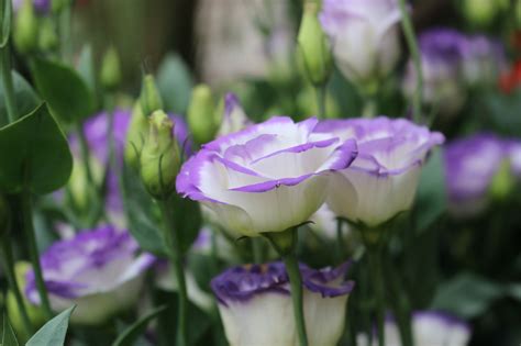 Lisianthus Eustoma Flower Flowers - Free photo on Pixabay - Pixabay