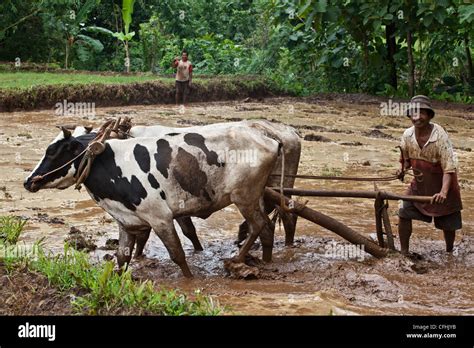 Local People Working With Cows In Rice Fields Bromo Region Java