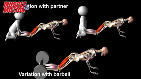 Nordic Hamstring Curl Anatomy Youtube