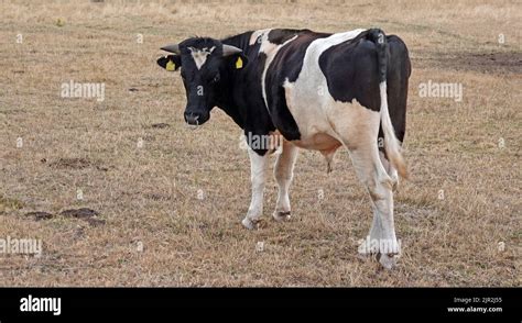 A Holstein-Frisian bull turning his head. He has shapely horns and a ...