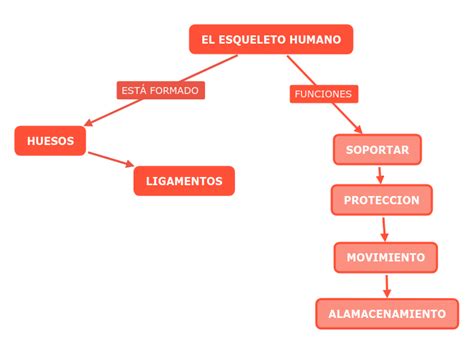 EL ESQUELETO HUMANO Mind Map