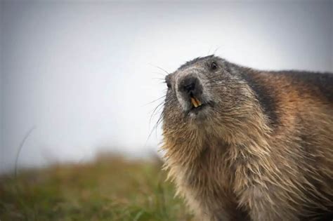 What Are The Predators Of Groundhogs? - Worldwide Nature