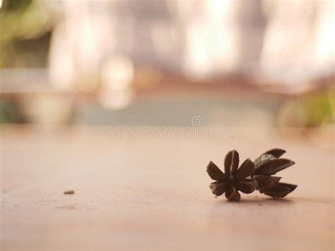 Fondo Marr N Secado De La Flor Y De La Falta De Definici N Foto De