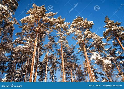 Pine Trees In Winter Stock Image Image Of Beauty Nature 21815303