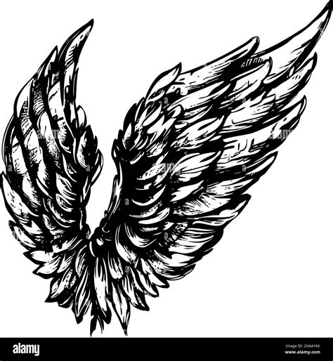 Angel Wings Bird Wings Collection Cartoon Hand Drawn Vector