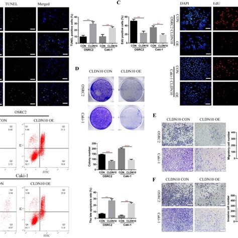 CLDN10 Overexpression Promotes Cells Apoptosis And Inhibits Cells