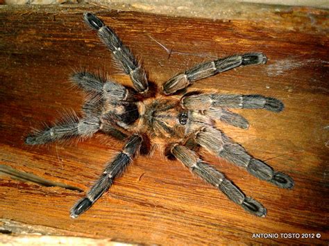 Dominican Spiders Theraphosidae Avicularia Rickwesti