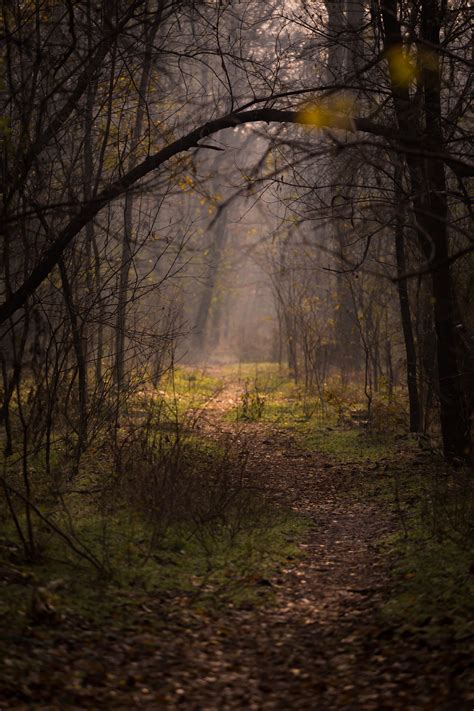 Tall leafless trees in dark forest · Free Stock Photo