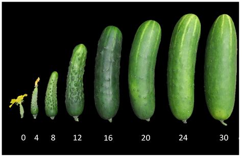 Plants Free Full Text Morphological And Genetic Diversity Of Cucumber Cucumis Sativus L